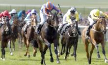 Giant's Causeway: Racehorses essay