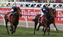Melbourne Cup Preview: Global icons going for gold
