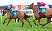 The Novice Hurdlers: An indistinct division